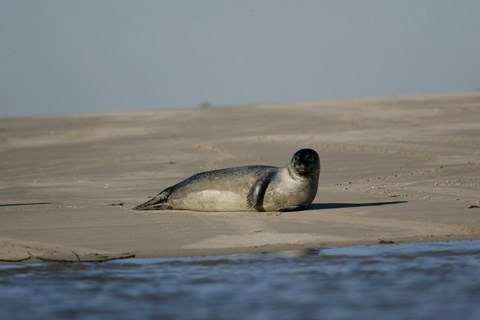 Le Hourdel en baie de Somme - Phoque