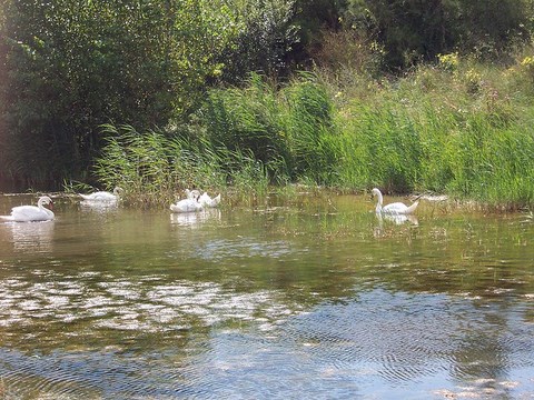 Le Marquenterre, cygnes, parc hornitologique - Somme - Picardie